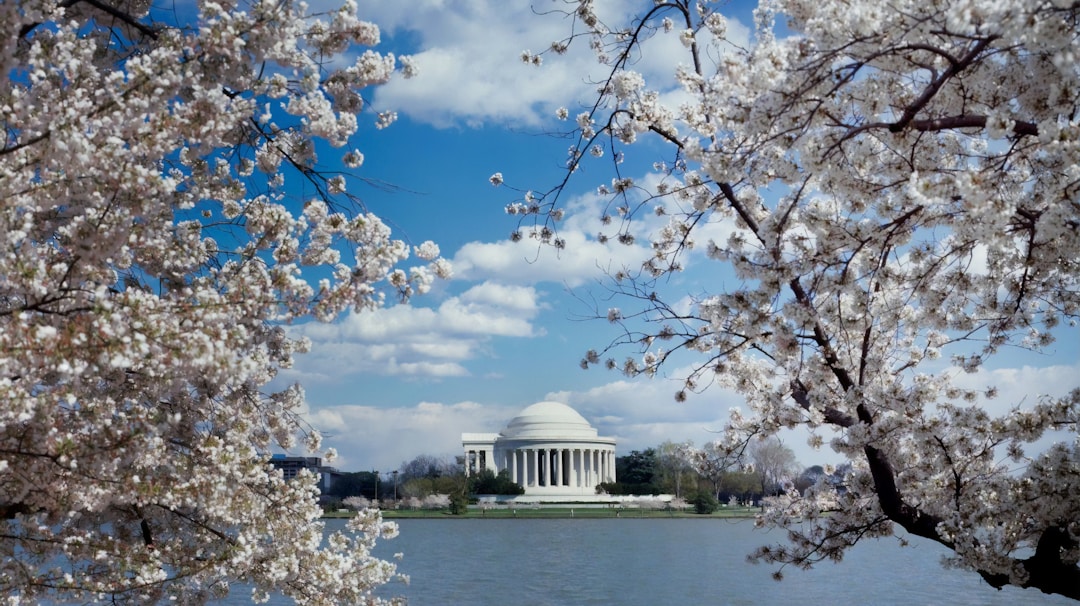 Washington, D.C. region viewed through spring cherry blossoms